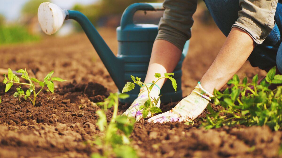 Jardinería