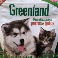 Hierba para gatos y perros