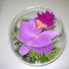 ORQUIDEA