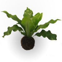 KOKEDAMAS