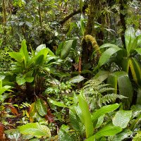 Plantas