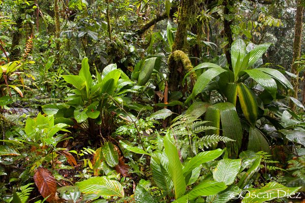 Plantas