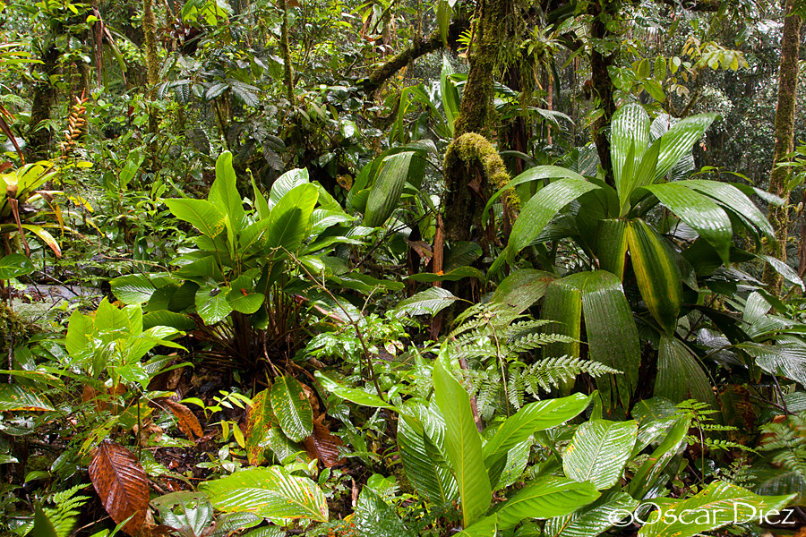 Plantas