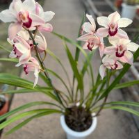 Orquídea: Belleza Exótica