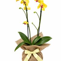Orquídea: Belleza Exótica